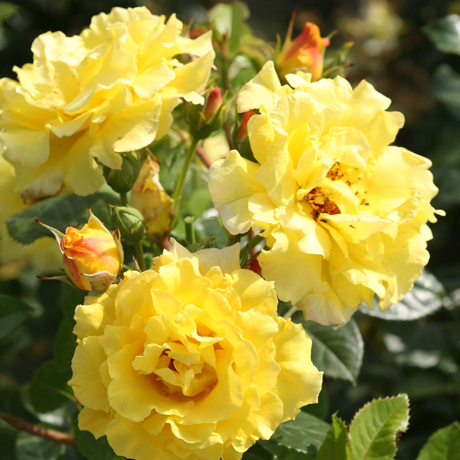 Strauchrose &#039;Lichtkönigin Lucia®&#039;, Wurzelnackte Pflanze, A-Qualität, 3 starke Triebe Liefergröße: mind. 3 starke Triebe von Kordes Rosen