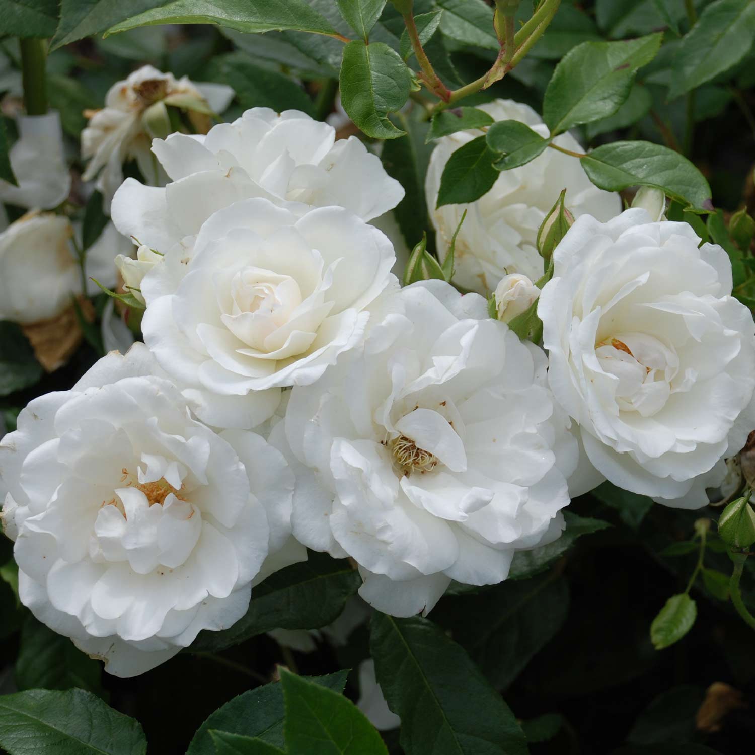 Strauchrose &#039;Schneewittchen®&#039;, Wurzelnackte Pflanze, 3 starke Triebe, A-Qualität Liefergröße: mind. 3 starke Triebe von Kordes Rosen