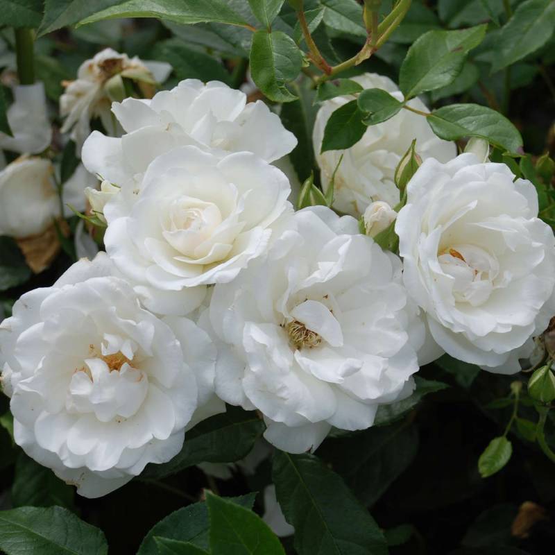 Strauchrose &#039;Schneewittchen®&#039;, Wurzelnackte Pflanze, 3 starke Triebe, A-Qualität Liefergröße: mind. 3 starke Triebe von Kordes Rosen