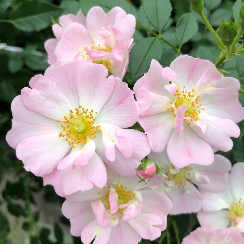 Zwergrose &#039;Sternenhimmel&#039; 5 Liter Topf Lieferform: Im 5 Liter Topf von Kordes Rosen