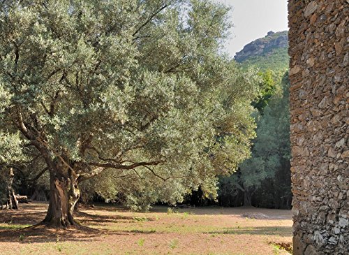 Echte Olive - 10 Samen von KräuMa