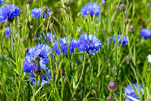 Kornblume ca. 1000 Samen von KräuMa