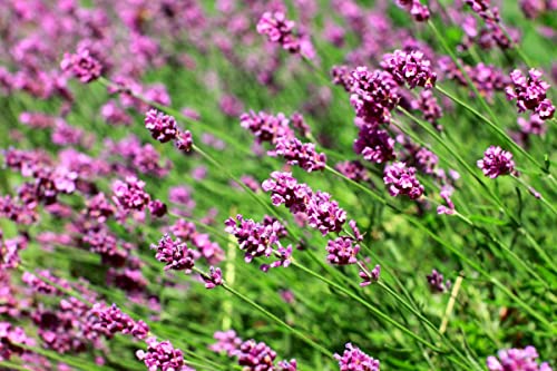Lavendel, rosafarbig min. 30 Samen Lavendel, rosafarbig min. 30 Samen von KräuMa