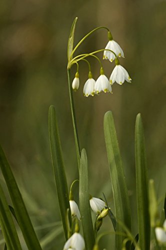 Märzenbecher Knotenblume - 20 Samen von KräuMa