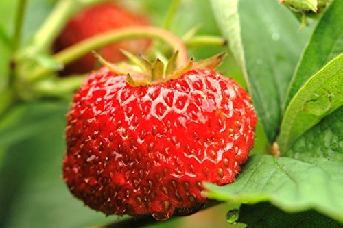 Moschuserdbeere, Zimt - 30 Samen Moschuserdbeere, Zimt - 30 Samen von KräuMa