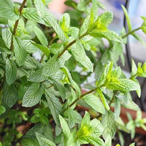 Pfefferminze, echte - min. 50 Samen Pfefferminze, echte - min. 50 Samen von KräuMa