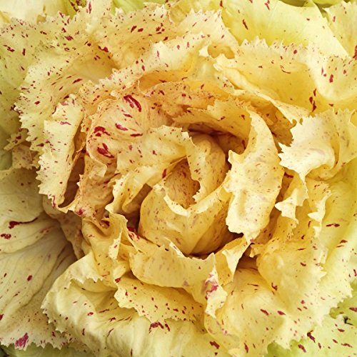 Radiccio 'Variegata di Castelfranco' - 100 Samen von KräuMa