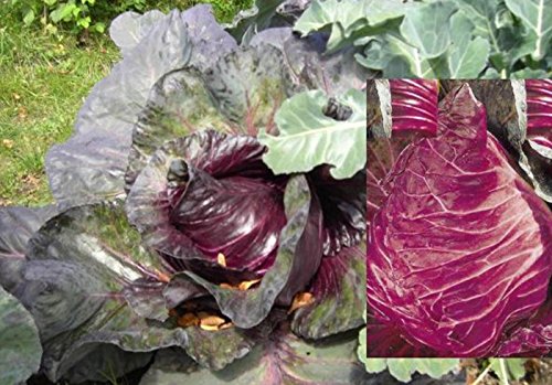 Roter Spitzkohl - 40 Samen Roter Spitzkohl - 40 Samen von KräuMa