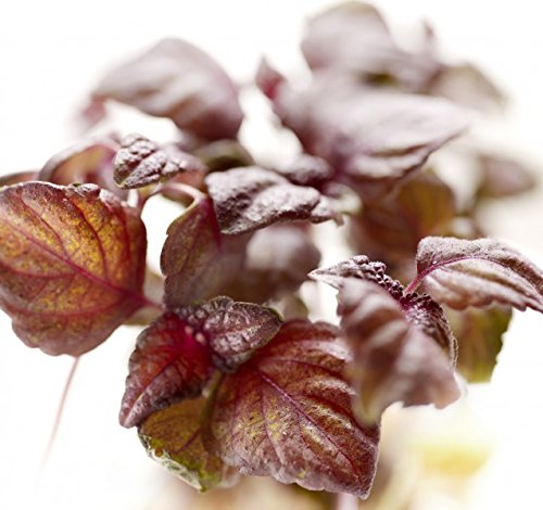 Rotes Perilla - Shiso - 100 Samen Rotes Perilla - Shiso - 100 Samen von KräuMa