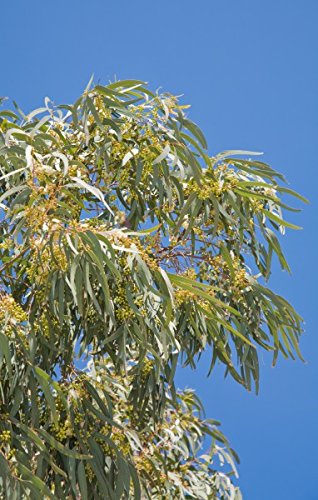 Schnee Eukalyptus - 30 Samen von KräuMa