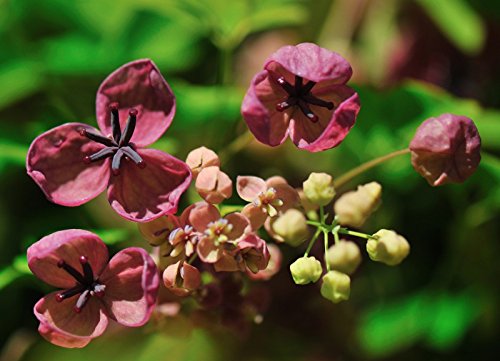 Schokoladenwein Blaugurkenwein - 10 Samen von KräuMa