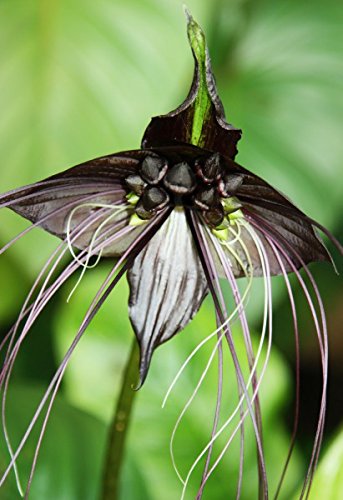 Schwarze Fledermausblume, Teufelsblume, Dämonenblüte - 10 Samen von KräuMa