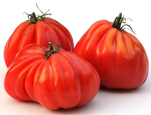 Tomate Ochsenherz - Oxheart, Cuore di bue - 20 Samen von KräuMa