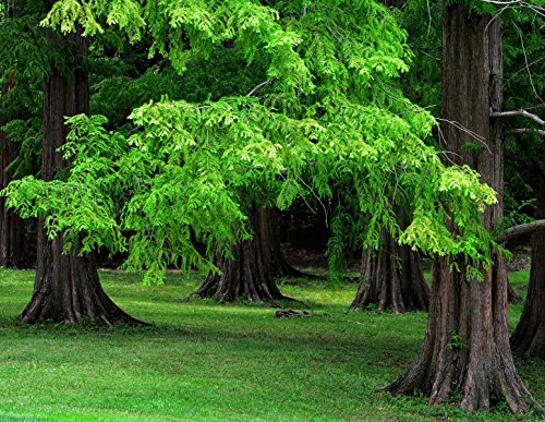 Urwelt Mammutbaum >50 Samen Urwelt Mammutbaum >50 Samen von KräuMa
