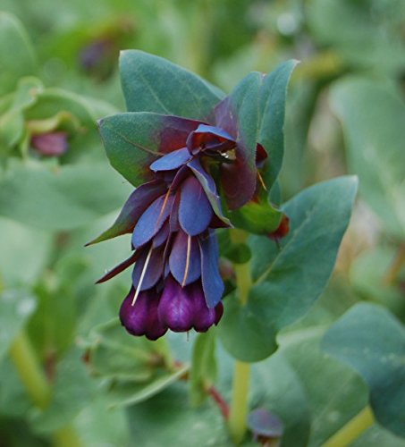 Wachsblume, Große violette - 20 Samen Wachsblume, Große violette - 20 Samen von KräuMa