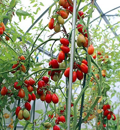 Wildtomate 'Small Egg' 20 Samen Wildtomate 'Small Egg' 20 Samen von KräuMa