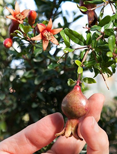 Zwerg Granatapfel - 20 Samen von KräuMa