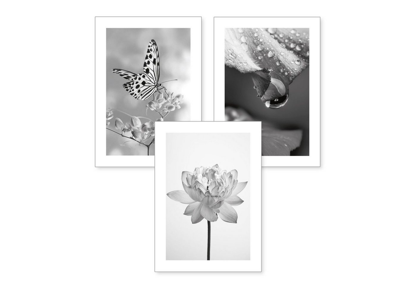 Kreative Feder Poster, Natur, Blüte, Pflanze, Schmetterling, Schwarz-Weiß, Fotografie (Set, 3 St), 3-teiliges Poster-Set, Kunstdruck, Wandbild, optional mit Rahmen, wahlw. in DIN A4 / A3, 3-WP100 von Kreative Feder