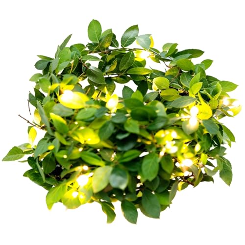 Kronabelle Vine Solar Lichterkette, Apartments Balkonleuchten, 5M 50LEDs oder 10M 100 LEDs, 8 Modi, Grünes Blatt Deko, Solarbetrieben, Wasserdicht, für Terrasse und Garten Kronabelle Vine Solar Lichterkette, Apartments Balkonleuchten, 5M 50LEDs oder 10M 100 LEDs, 8 Modi, Grünes Blatt Deko, Solarbetrieben, Wasserdicht, für Terrasse und Garten von Kronabelle