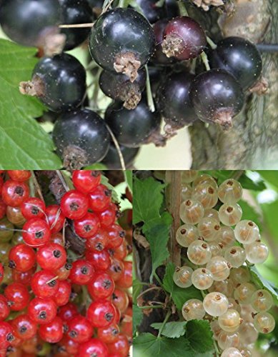 3er Sortiment Johannisbeeren 90 cm Stammhöhe von Kühr Baum- u. Rosenschulen