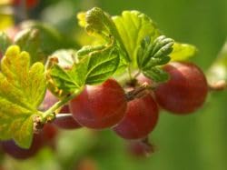 3er Sortiment Stachelbeeren 90 cm Stammhöhe von Kühr Baum- u. Rosenschulen