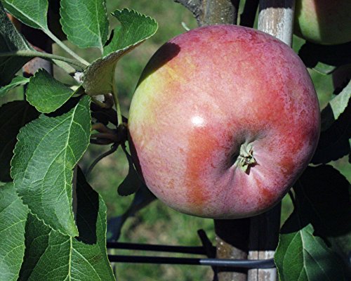 Apfel Carola Busch im 7,5 l Topf, 60 cm Stammhöhe von Kühr Baum- u. Rosenschulen