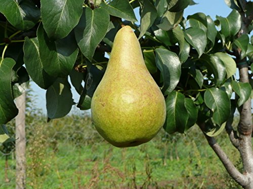 Birne Concorde Busch im 7,5 l Topf, 60 cm Stammhöhe von Kühr Baum- u. Rosenschulen