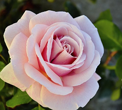 Duftrose d. Provence Frederic Mistral im 5 Liter Rosentopf von Kühr Baum- u. Rosenschulen
