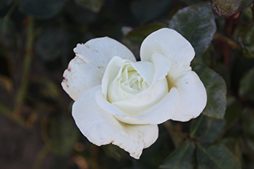 Duftrose d. Provence Roger Wittaker im 5 Liter Rosentopf von Kühr Baum- u. Rosenschulen