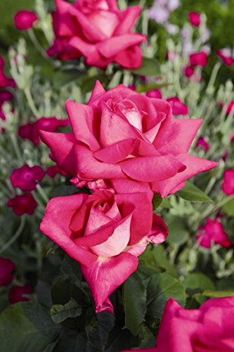 Edelrose Acapella im 5 Liter Rosentopf von Kühr Baum- u. Rosenschulen