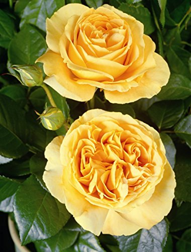 Edelrose Candlelight im 5 Liter Rosentopf von Kühr Baum- u. Rosenschulen