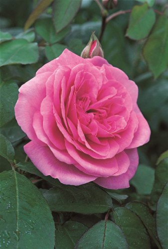 Englische Rose Gertrude Jekyll im 7 Liter Rosentopf von Kühr Baum- u. Rosenschulen