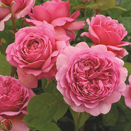 Englische Rose Princess A. of Kent im 7 Liter Rosentopf von Kühr Baum- u. Rosenschulen