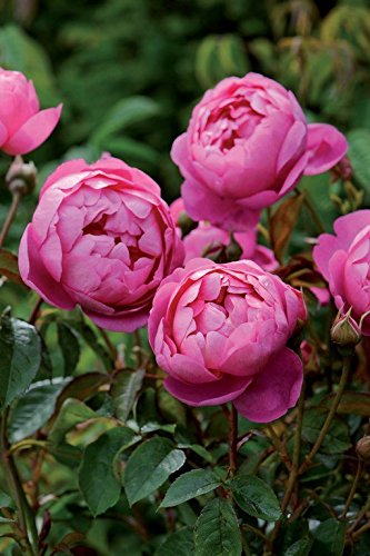 Englische Rose Royal Jubilee im 7 Liter Rosentopf von Kühr Baum- u. Rosenschulen