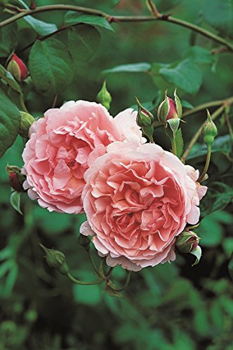 Englische Rose Strawberry Hill im 7 Liter Rosentopf von Kühr Baum- u. Rosenschulen