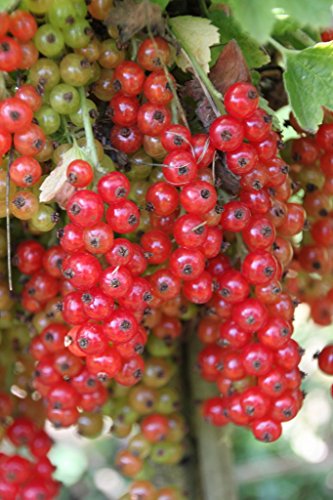 Johannisbeere Heinemanns rote Spätlese, Busch im 4 Liter Topf von Kühr Baum- u. Rosenschulen