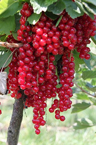 Johannisbeere Rovada, Busch im 4 Liter Topf, Höhe 50-80 cm von Kühr Baum- u. Rosenschulen