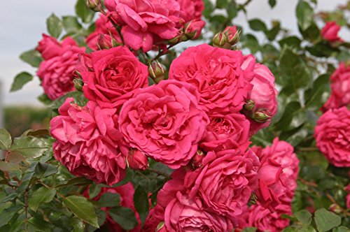 Kletterrose Laguna im 7 Liter Rosentopf von Kühr Baum- u. Rosenschulen