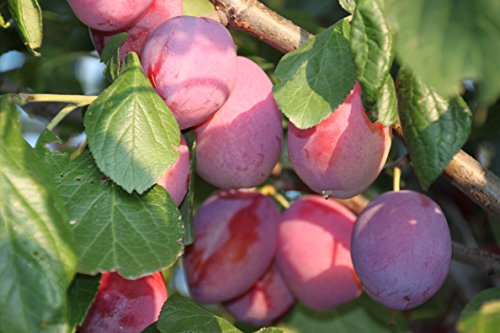 Pflaume Königin Victoria Busch im 7,5 l Topf, 60 cm Stammhöhe von Kühr Baum- u. Rosenschulen