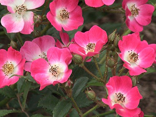 Strauchrose Mozart im 7 Liter Rosentopf von Kühr Baum- u. Rosenschulen