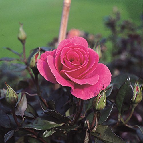 Strauchrose Romanze im 7 Liter Rosentopf von Kühr Baum- u. Rosenschulen