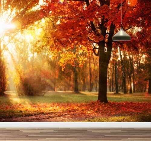 Kuletkear Wandbild Baum Sonnenschein Wandtapete Abziehbar Herbstlandschaft Dekoration für Wohnzimmer Schlafzimmer TV Hintergrund Kinderzimmer Mädchenzimmer Dekoration 300x208cm Kuletkear Wandbild Baum Sonnenschein Wandtapete Abziehbar Herbstlandschaft Dekoration für Wohnzimmer Schlafzimmer TV Hintergrund Kinderzimmer Mädchenzimmer Dekoration 300x208cm von Kuletkear