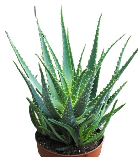 Aloe arborescens,große kräftige Heilaloe,20er Topf,ca.30-35cm hoch,Heilpflanze! von Kunert-Keramik