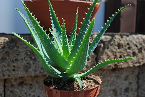 Aloe arborescens,kräftige Heilaloe,12er Topf,ca.25-30cm hoch,anerkannte Heilpflanze! von Kunert-Keramik