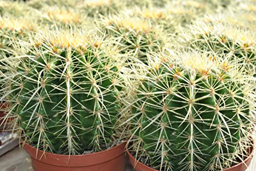 Echinocactus grusonii,Schwiegermutterstuhl,groß+kräftig,ca.15cm Durchmesser von Kunert-Keramik