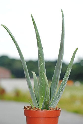 Echte Aloe Vera, 12cm Topf, ca. 40 cm Gesamthöhe (2 Pflanzen) von Kunert-Keramik