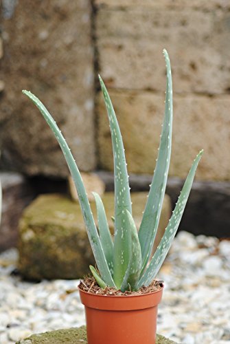 Echte Aloe Vera, 12cm Topf, ca. 40 cm Gesamthöhe (3 Pflanzen) von Kunert-Keramik