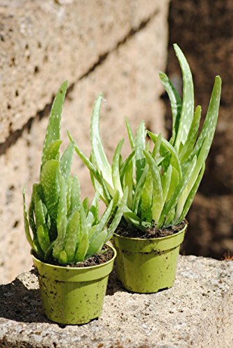 Echte Aloe Vera, üppige Pflanzen,ca. 30 cm Gesamthöhe (4 Pflanzen) von Kunert-Keramik