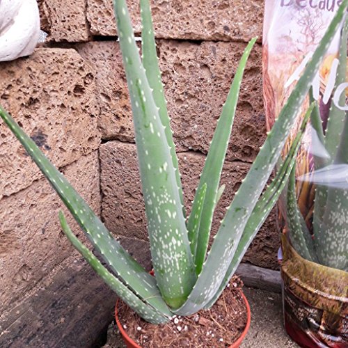 Echte Aloe Vera,medizinisch, 12cm Topf, sehr große Pflanzen mit ca.40 cm Höhe (2Pflanzen) von Kunert-Keramik