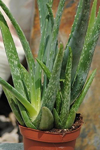 Kunert-Keramik Echte Aloe Vera,medizinisch,ca.45cm, sehr große Pflanzen (1) von Kunert-Keramik